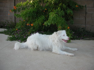 maggie patio