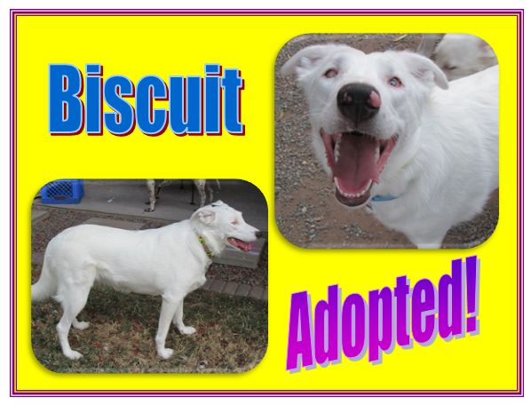 Biscuit Adopted