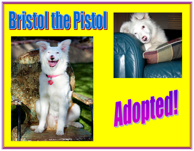 Bristol has been adopted