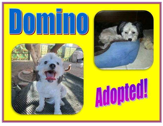 Domino Adopted