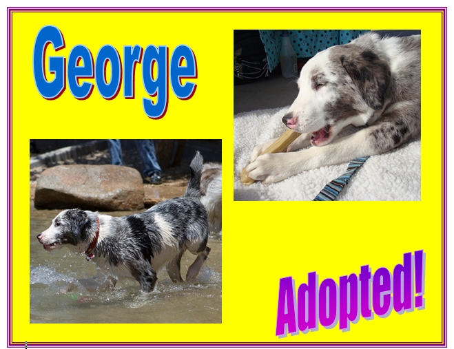 George adopted