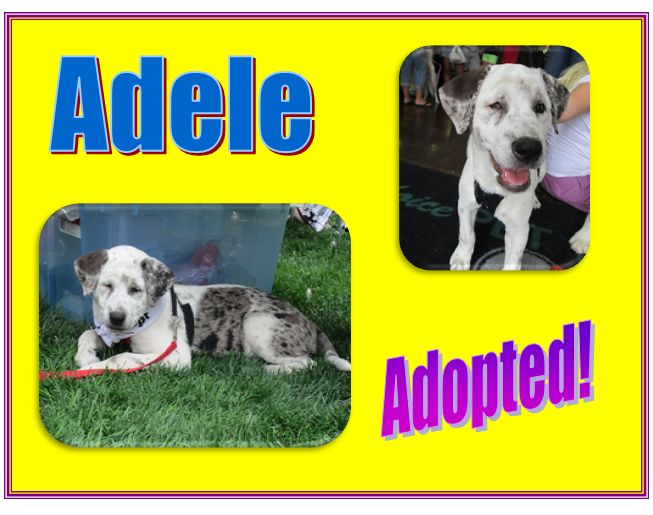 adele adopted