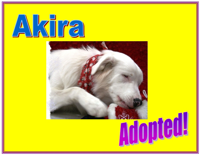 akira adopted