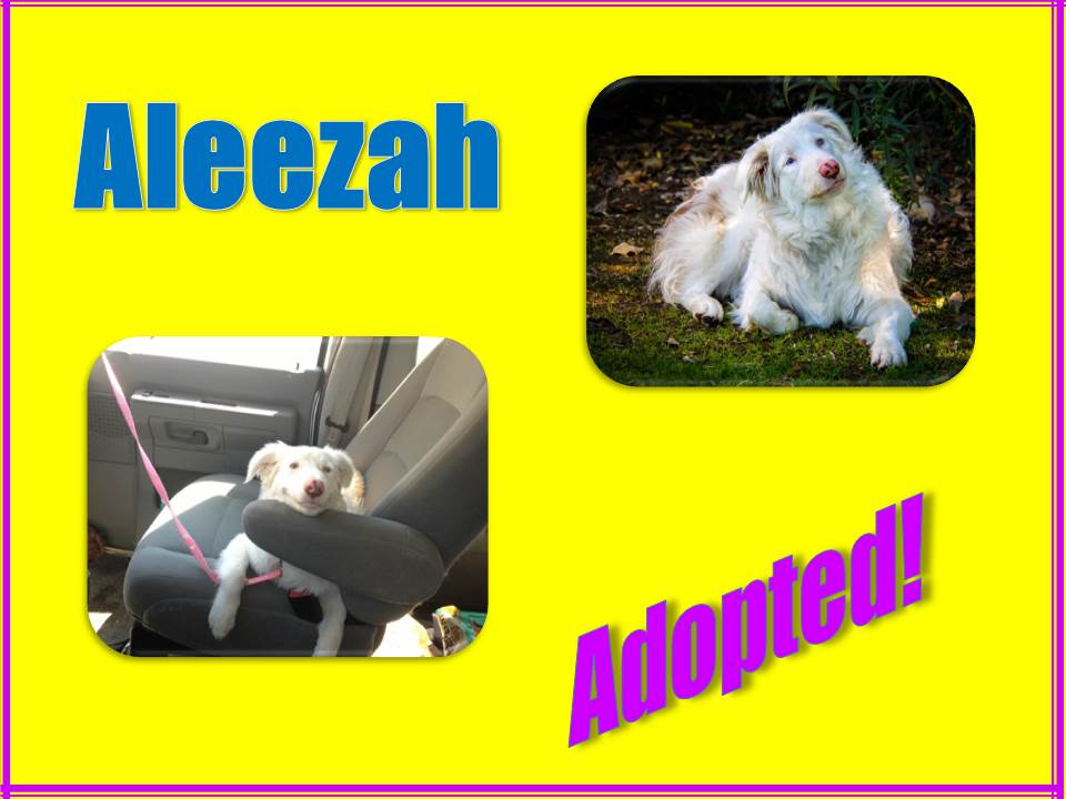 aleezah adopted