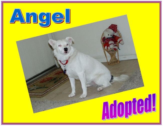 angel adopted