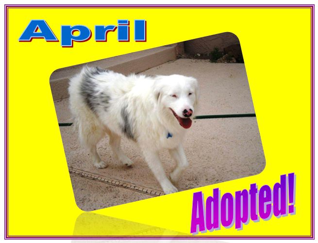 april adopted
