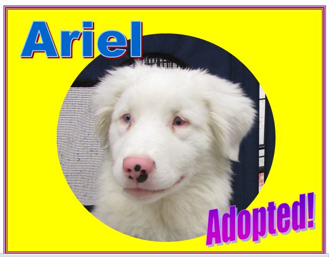 ariel adopted