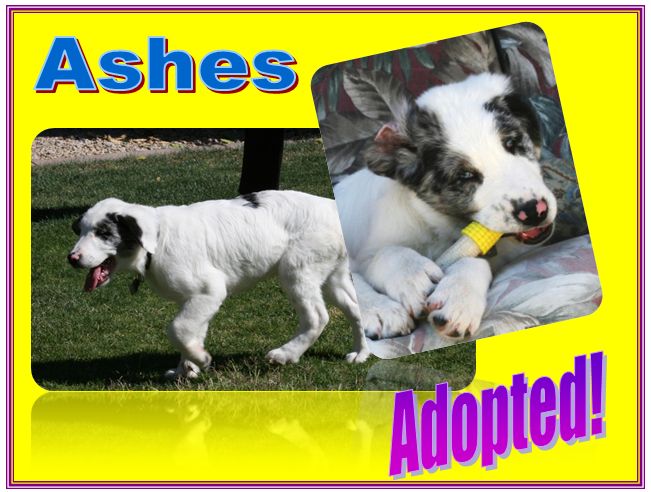 ashes adopted