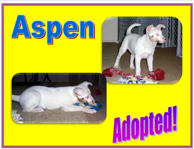 aspen adopted