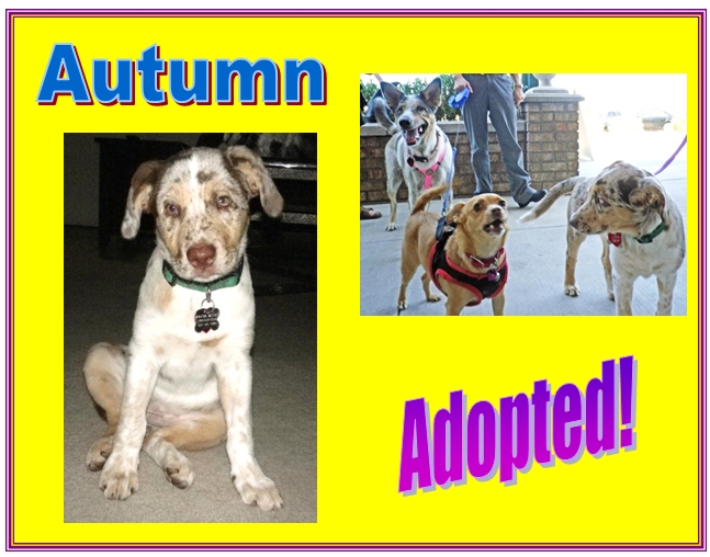 autumn adopted