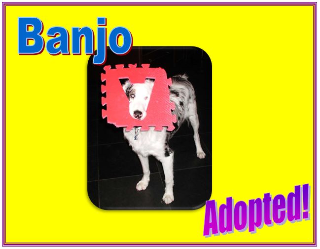 banjo adopted