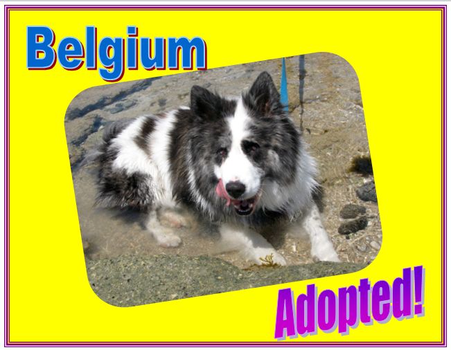 belguim adopted