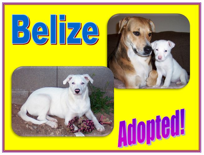 belize adopted