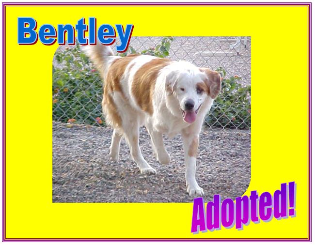 bentley adopted