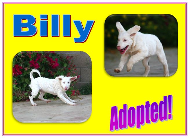 billy adopted