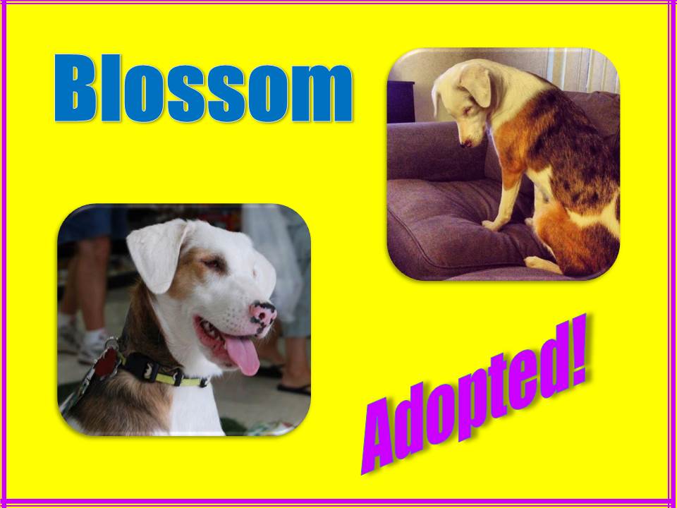blossom adopted