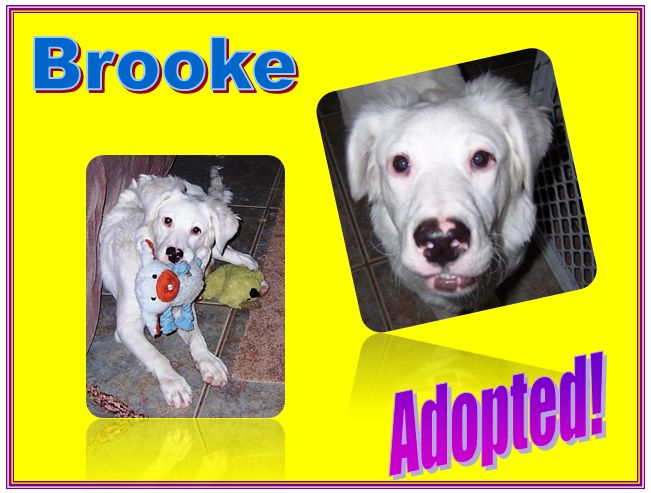 brooke adopted