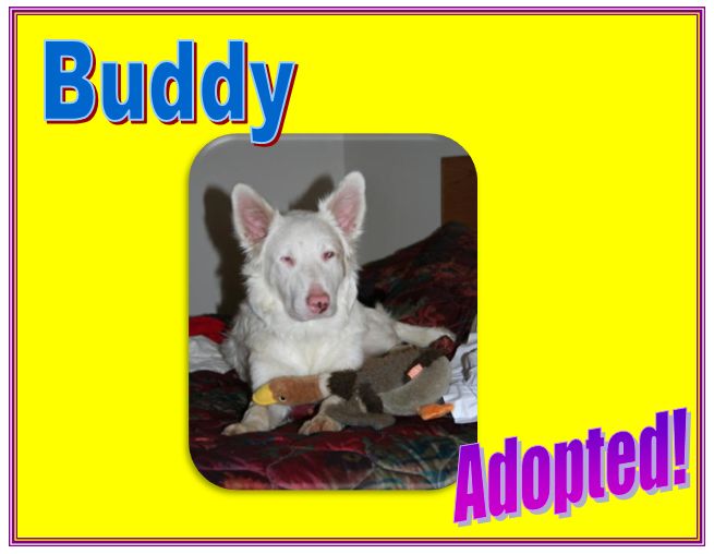 buddy white adopted