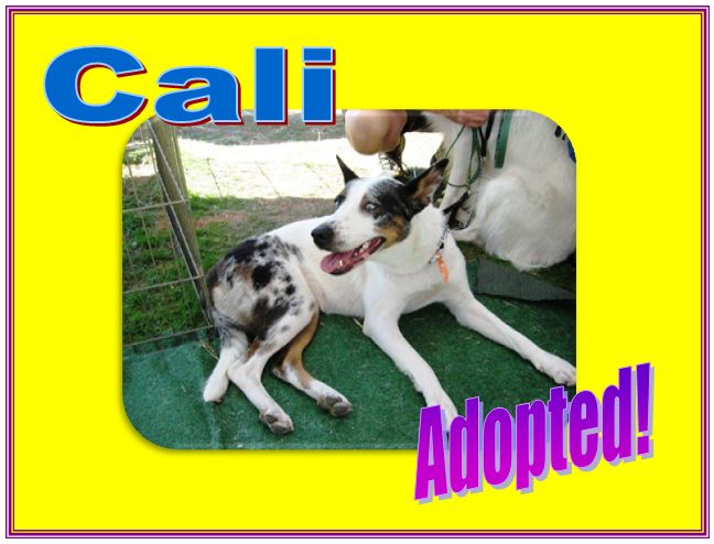 CAli Adopted