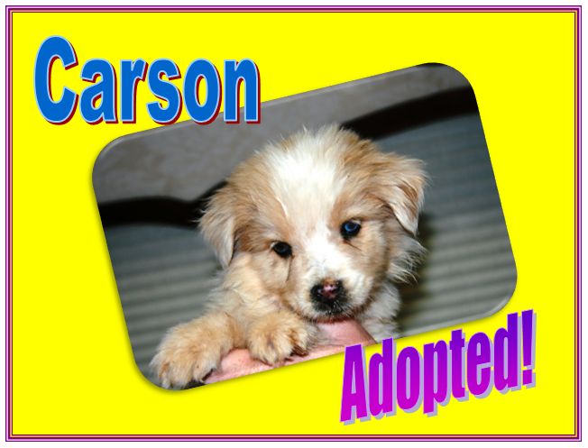 carson adopted