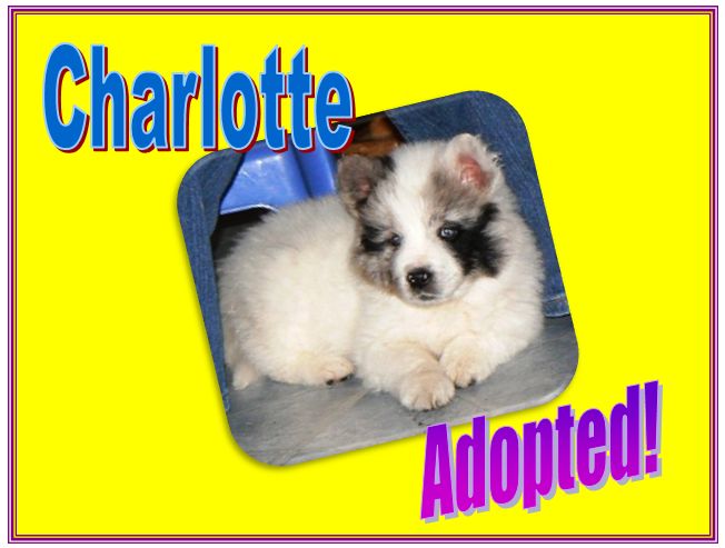 charlotte adopted