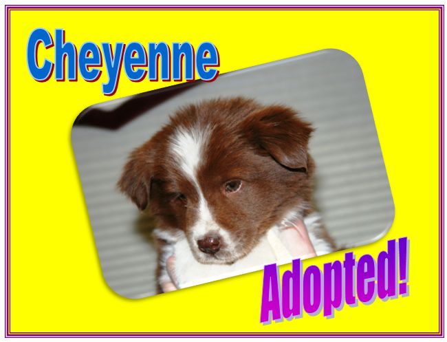 cheyenne adopted