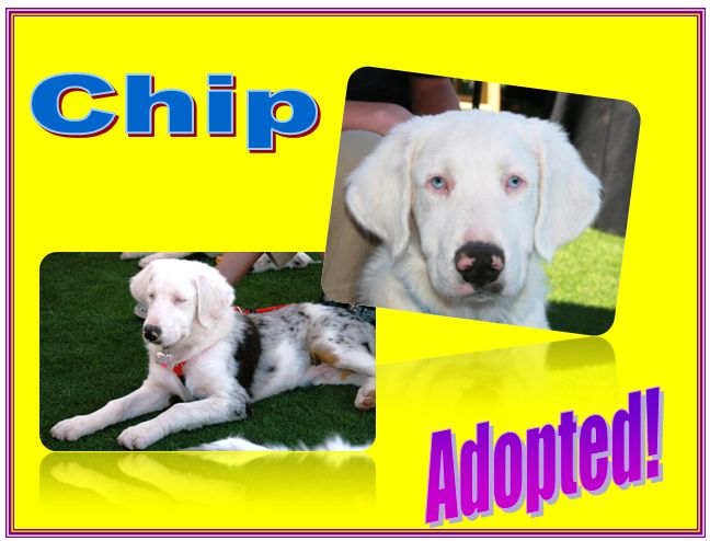 chip adopted