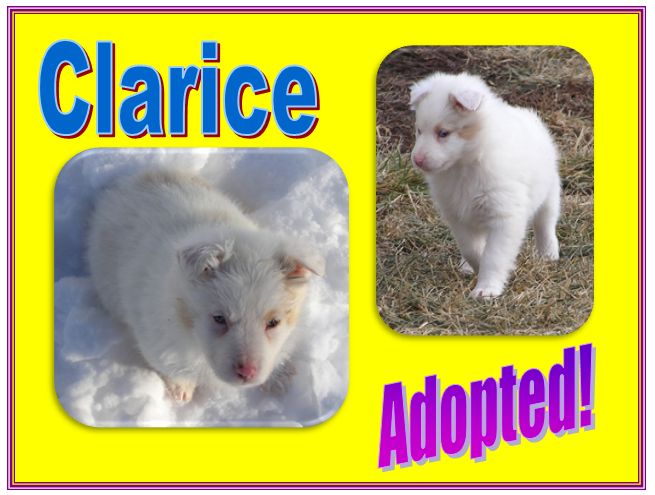 clarice adopted