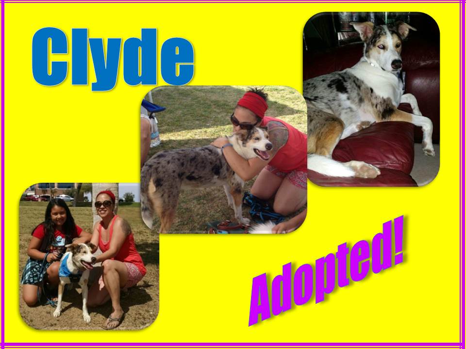clyde adopted