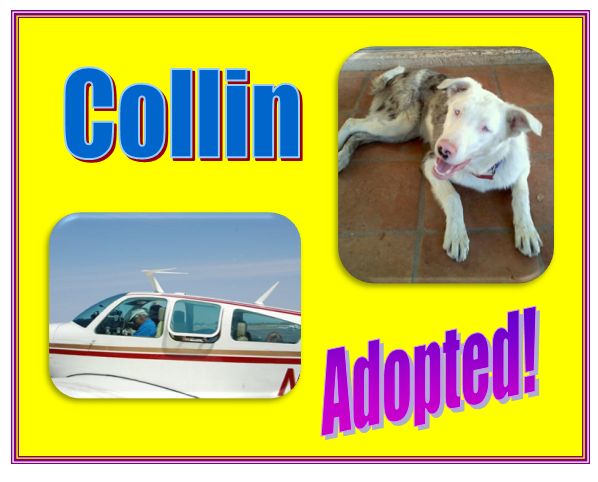 collin adopted