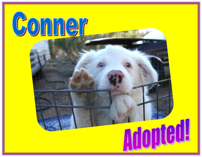 conner adopted