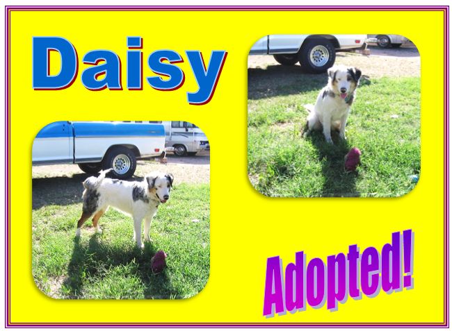 daisy adopted
