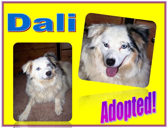 dali adopted