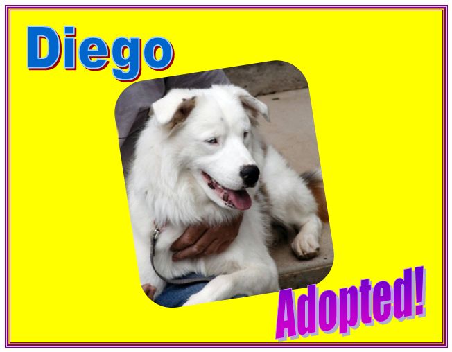 diego adopted