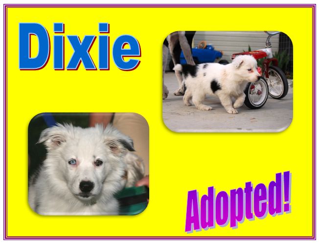 dixie adopted