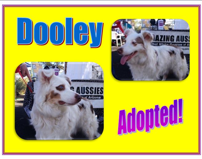 dooley adopted