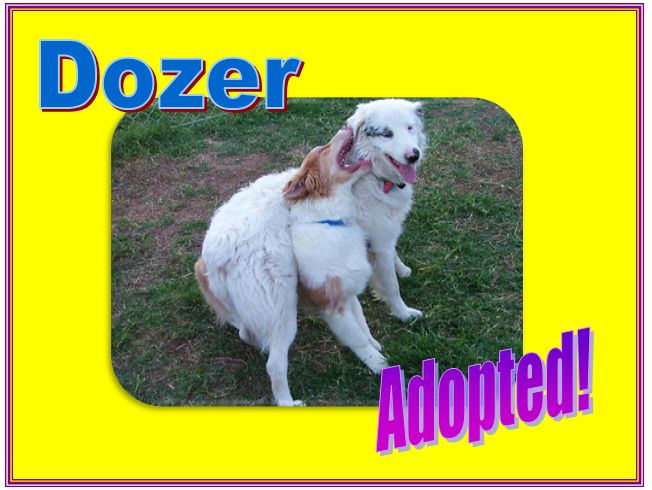 Dozer Adopted