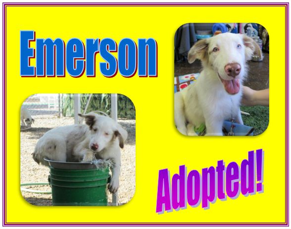 emerson adopted