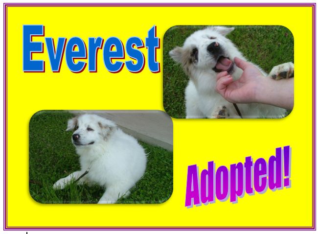 everest adopted