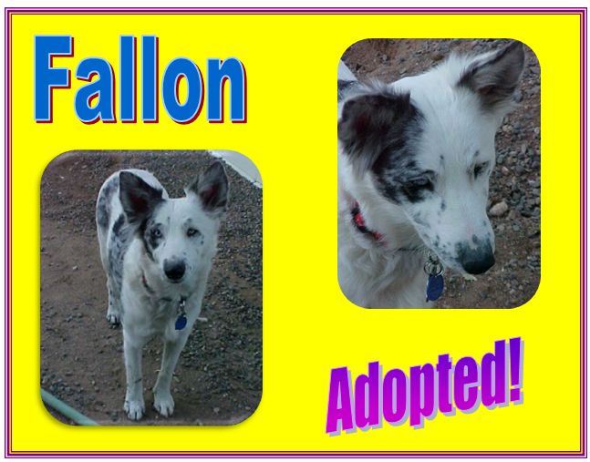 fallon adopted