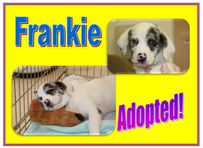 frankie adopted