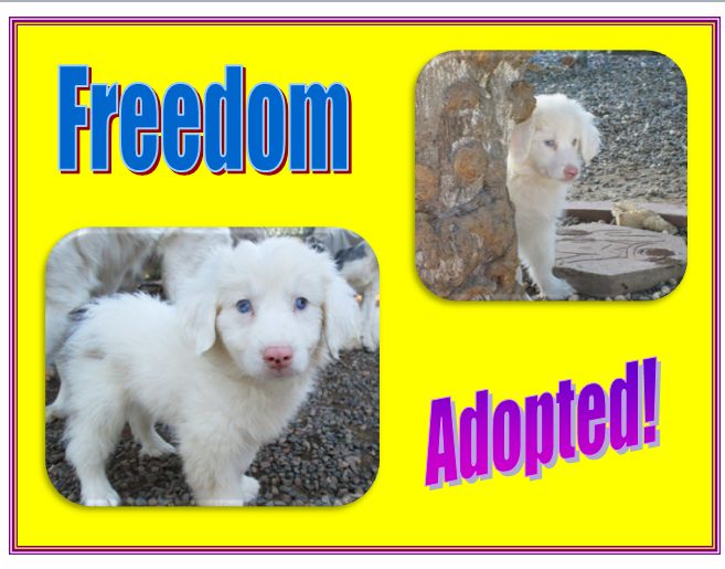 freedom adopted