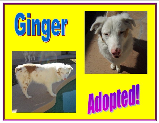 ginger adopted