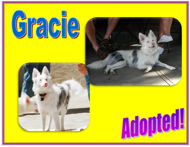 gracie adopted