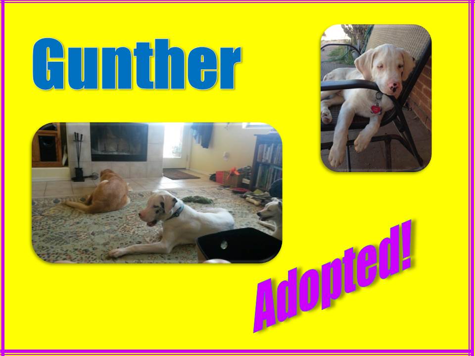 gunther adopted