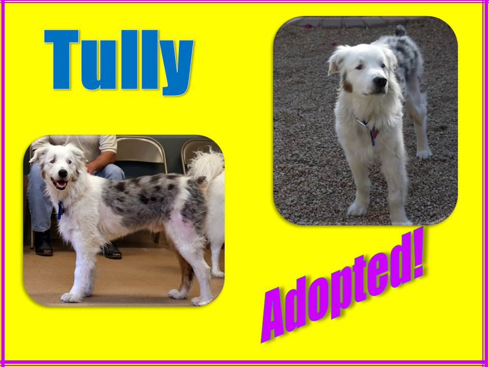 tully adopted