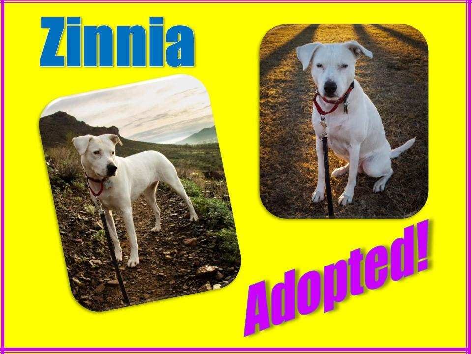 Zinnia adopted